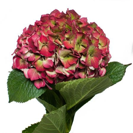 Hydrangea vuurbaak