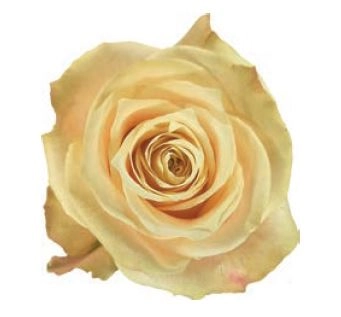 Rose champagner | Wholesale flowers, plants and supplies Rose champagner