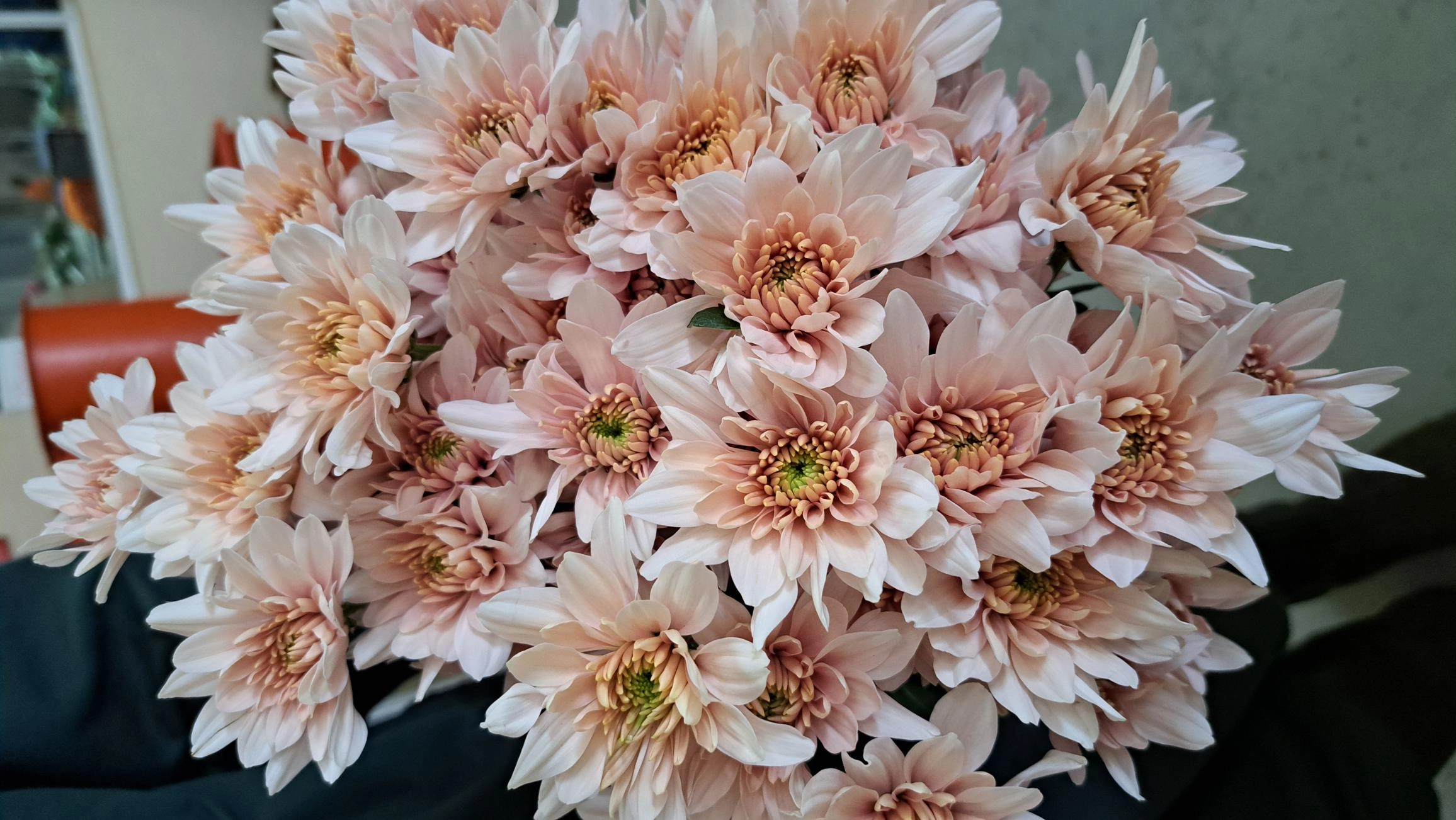 Chrysanthemum spray pastella pink | Wholesale flowers, plants and supplies Chrysanthemum spray pastella pink