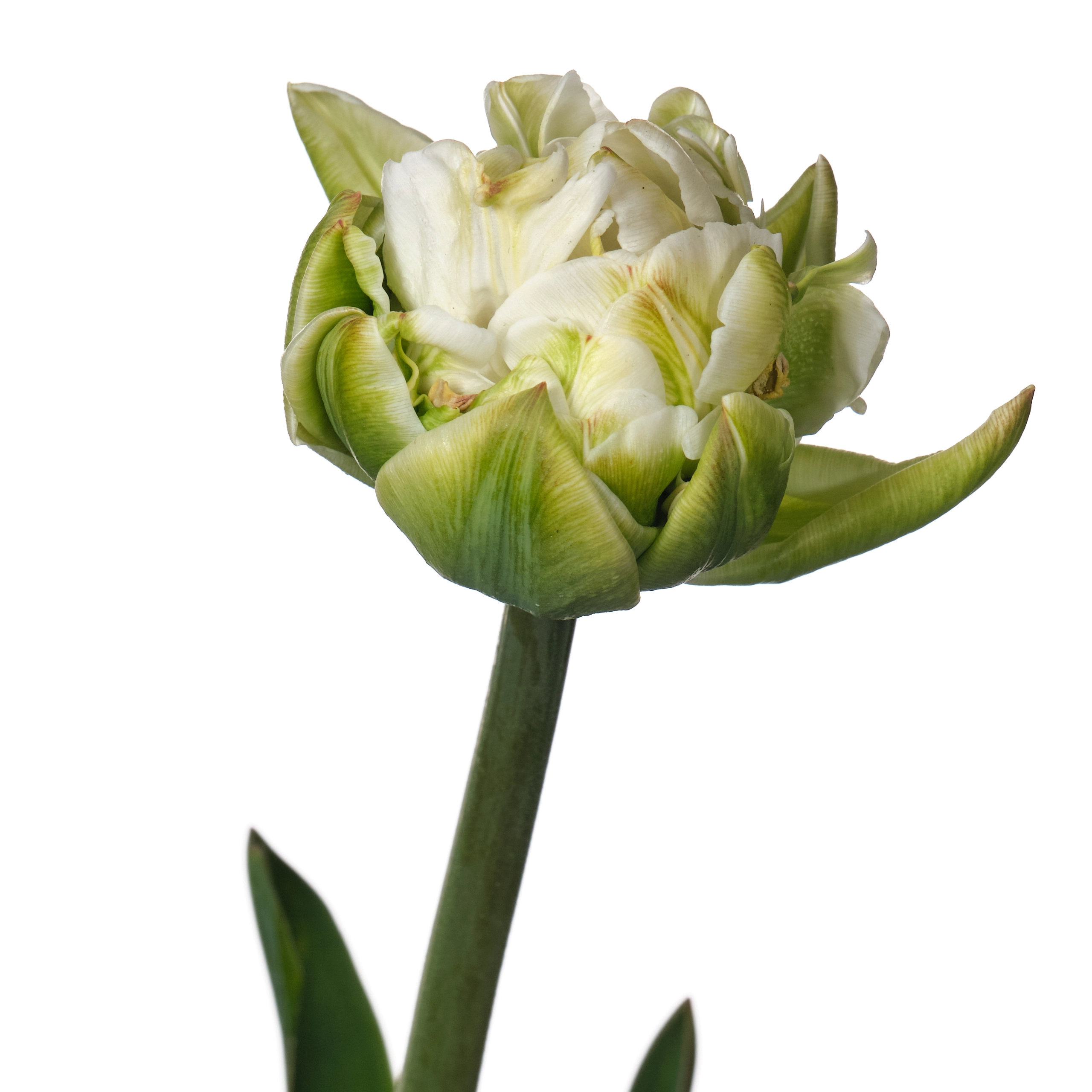 Tulip double mountain white