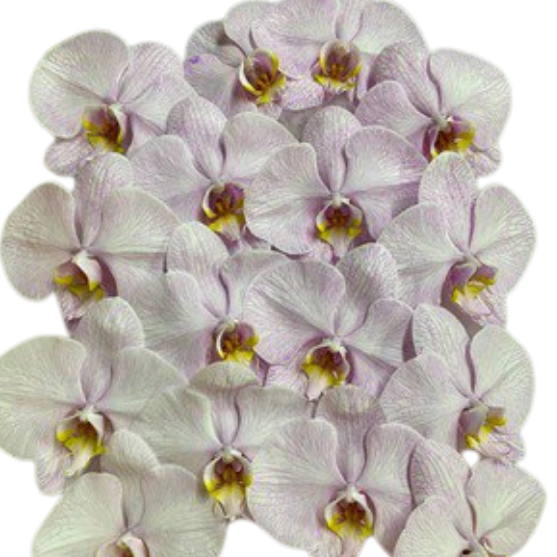 Phalaenopsis dyed magic