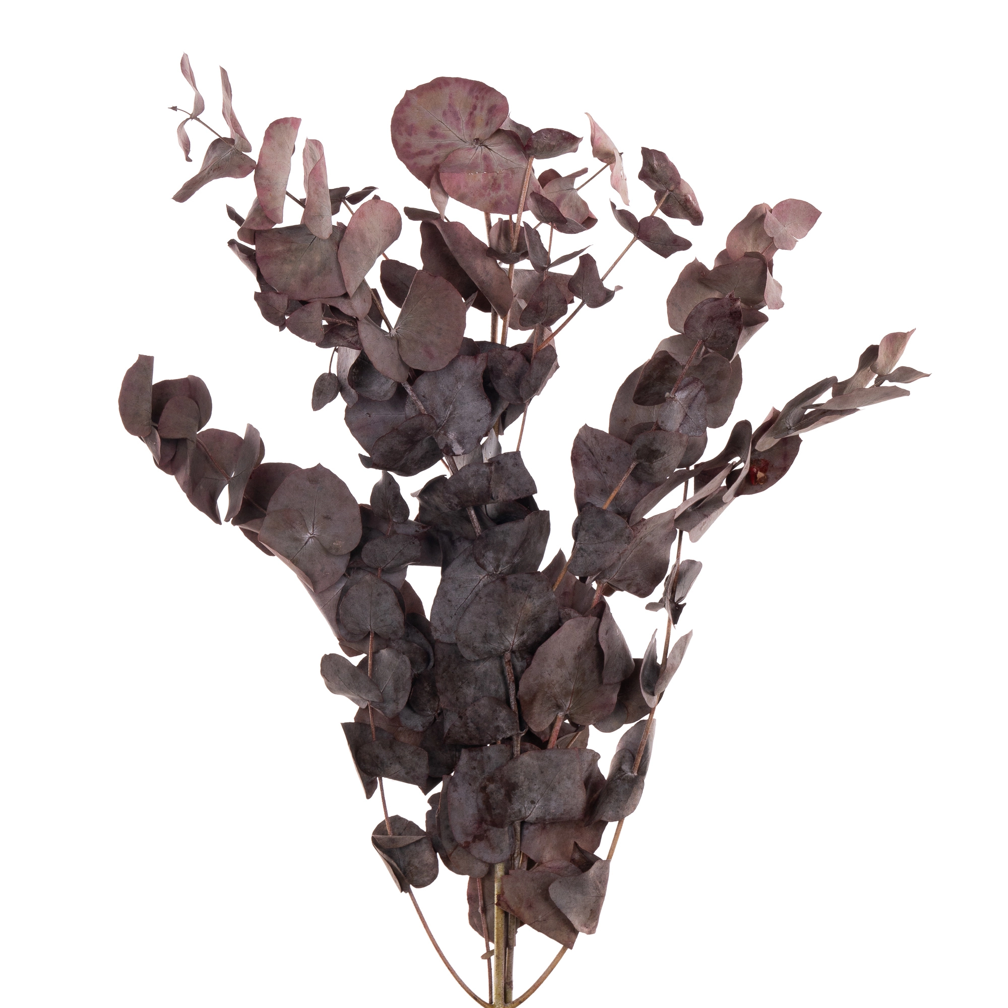 Blad Eucalyptus cinerea red