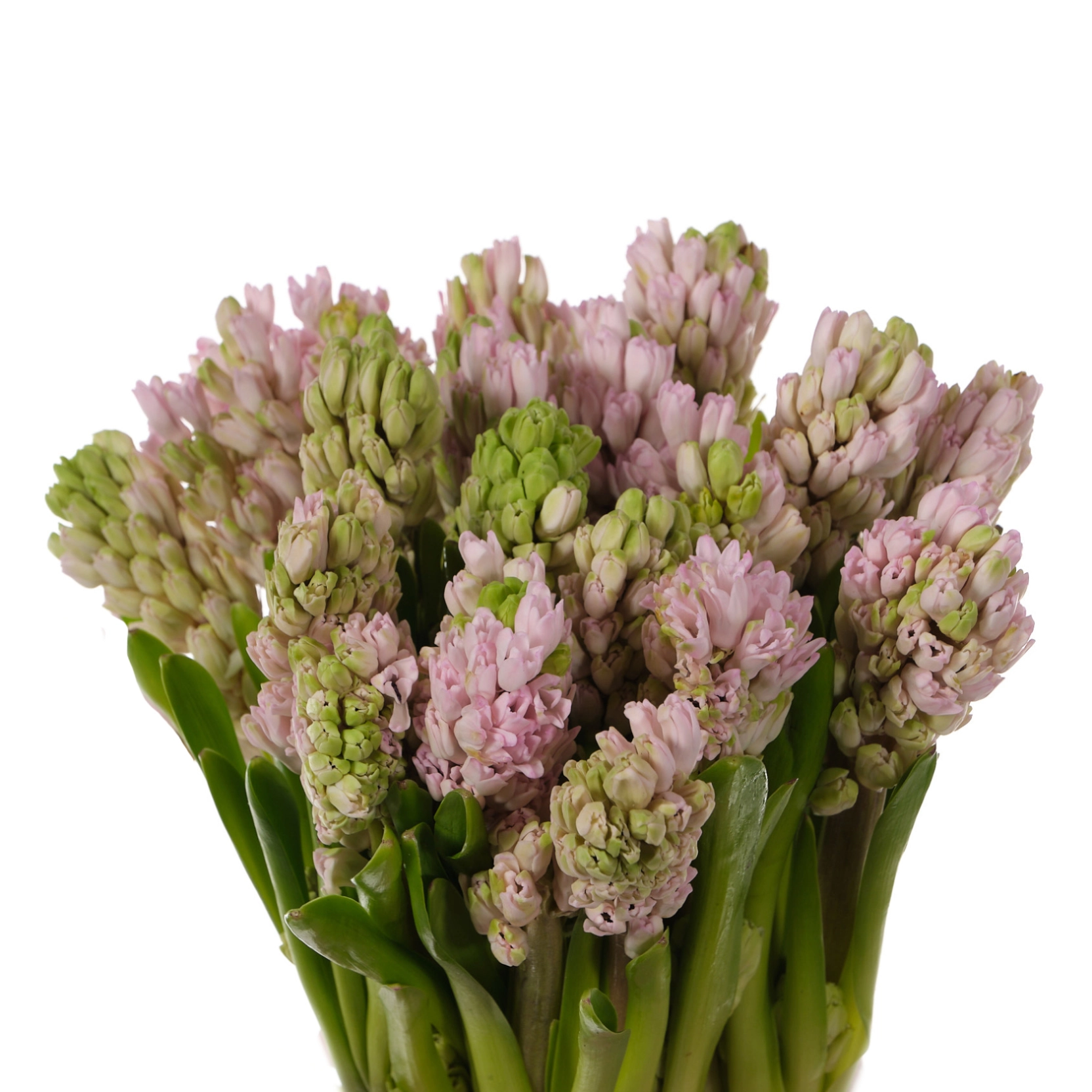 Hyacinthus fondant