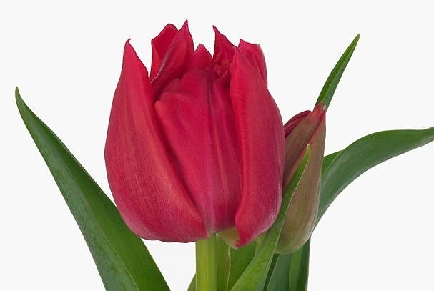 Tulip double barboleta