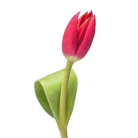 Tulip enkel curry | Wholesale flowers, plants and supplies Tulip enkel curry