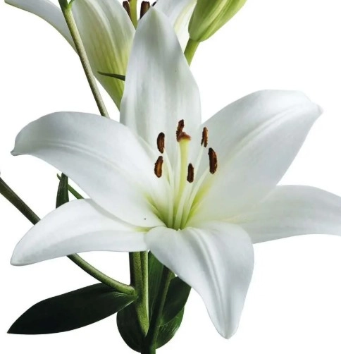Lilium la-hybrid white