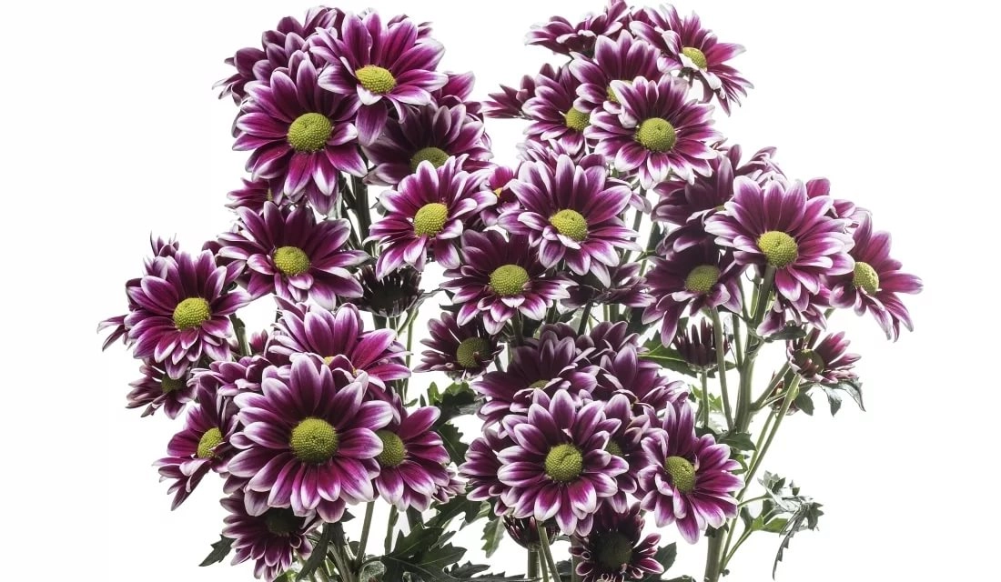 Chrysanthemum spray amethyst | Wholesale flowers, plants and supplies Chrysanthemum spray amethyst