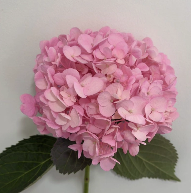 Hydrangea premium tinted candy pink
