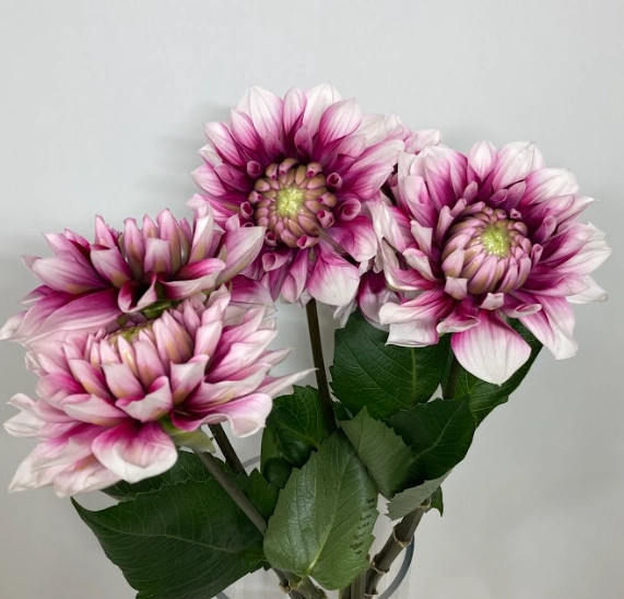 Dahlia namahage cheek