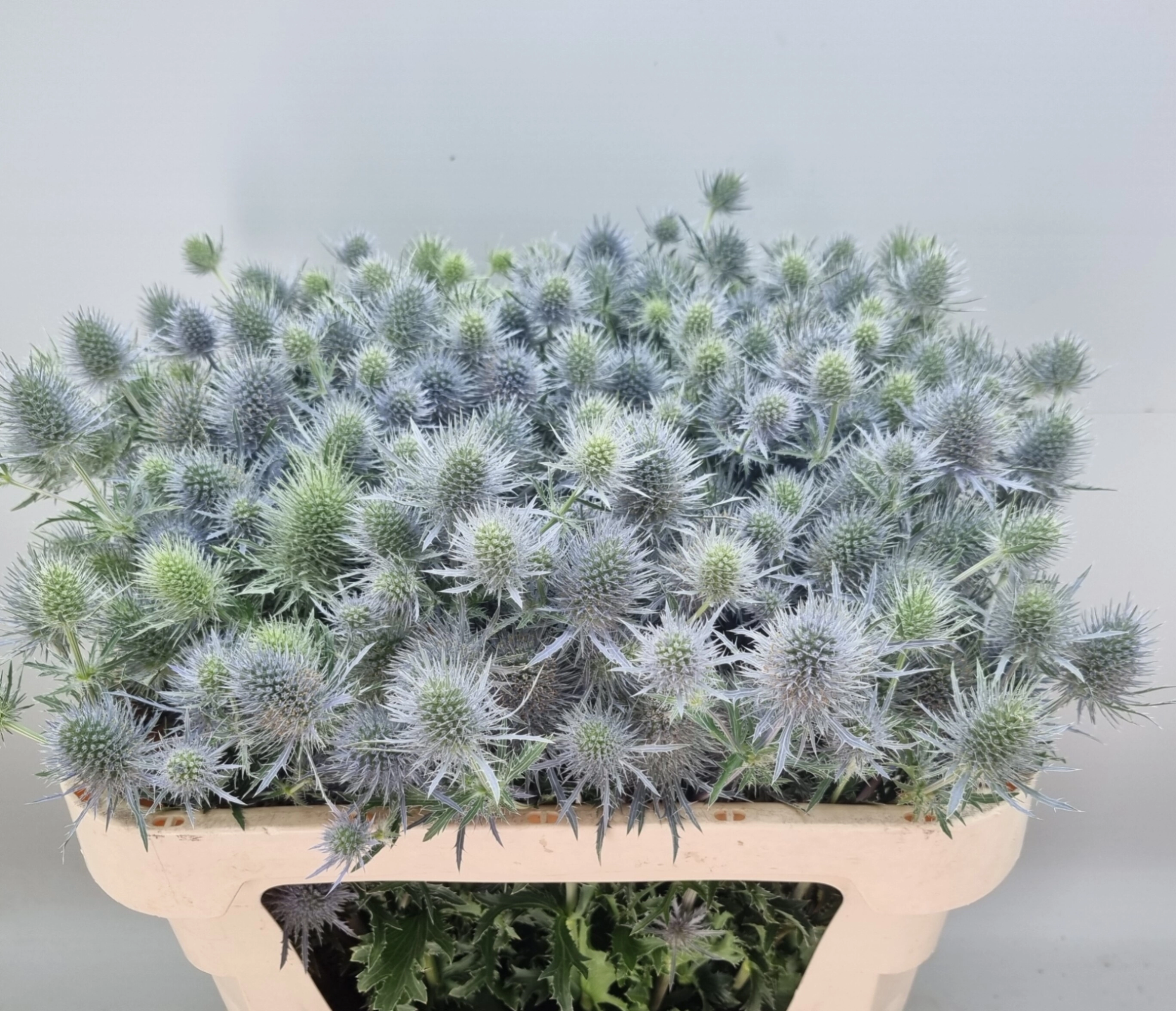 Eryngium anita | Wholesale flowers, plants and supplies Eryngium anita