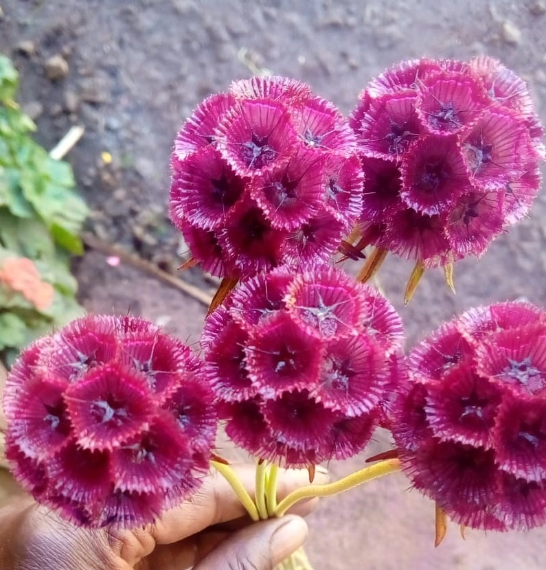 Scabiosa tinted pink