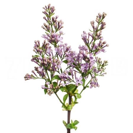 Syringa dark koster | Wholesale flowers, plants and supplies Syringa dark koster