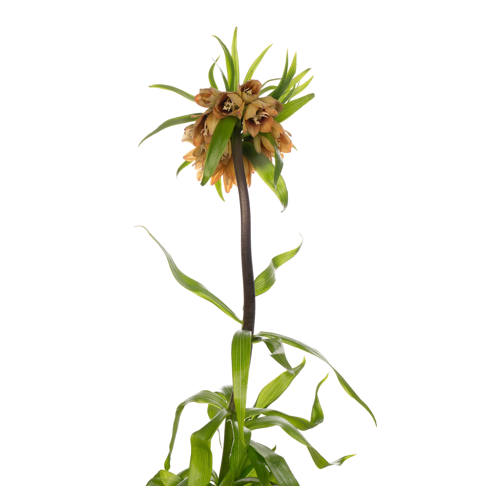 Fritillaria imperial