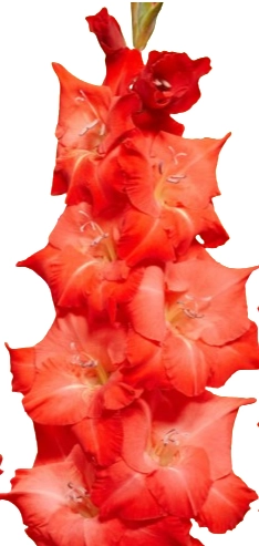 Gladiolus for evigt | Wholesale flowers, plants and supplies Gladiolus for evigt