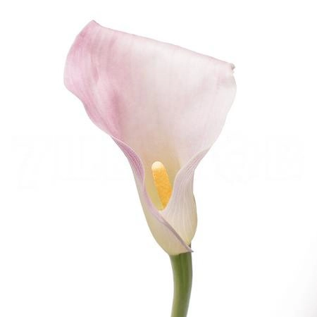 Zantedeschia manila