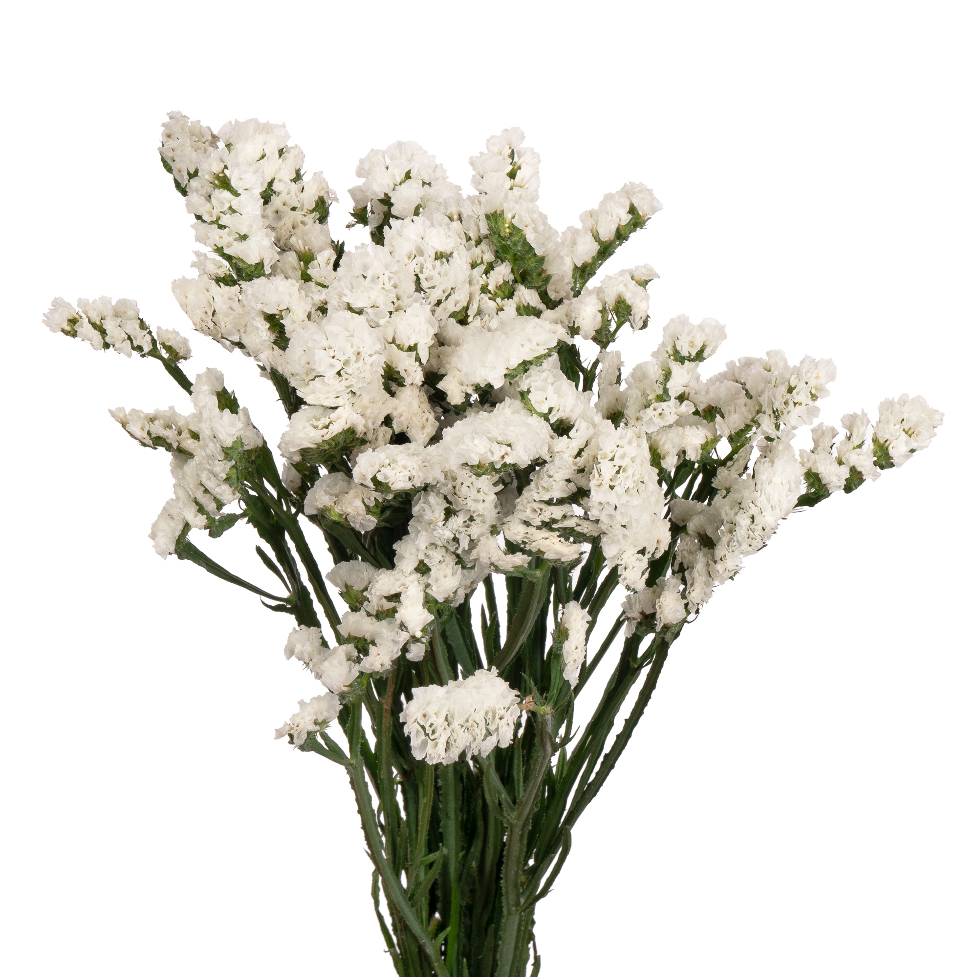 Statice white | Wholesale flowers, plants and supplies Statice white