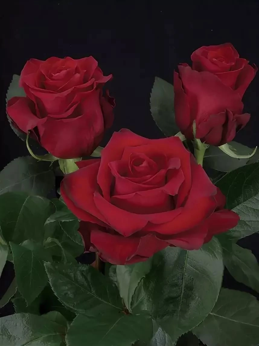 Rose devotion