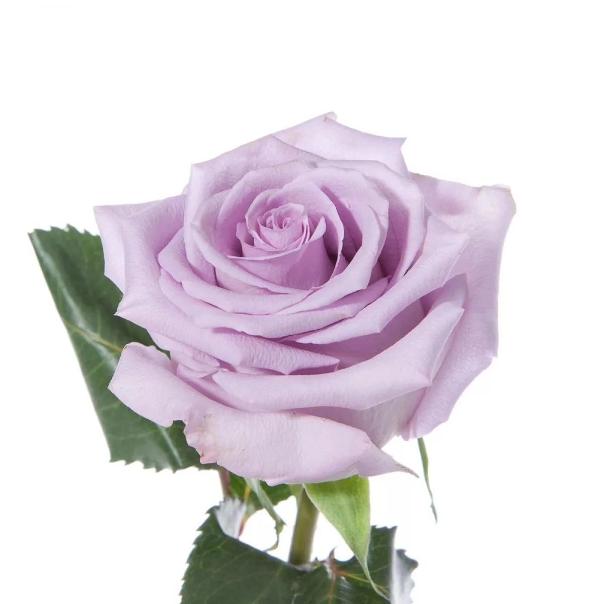 Rose ocean song | Wholesale flowers, plants and supplies Rose ocean song
