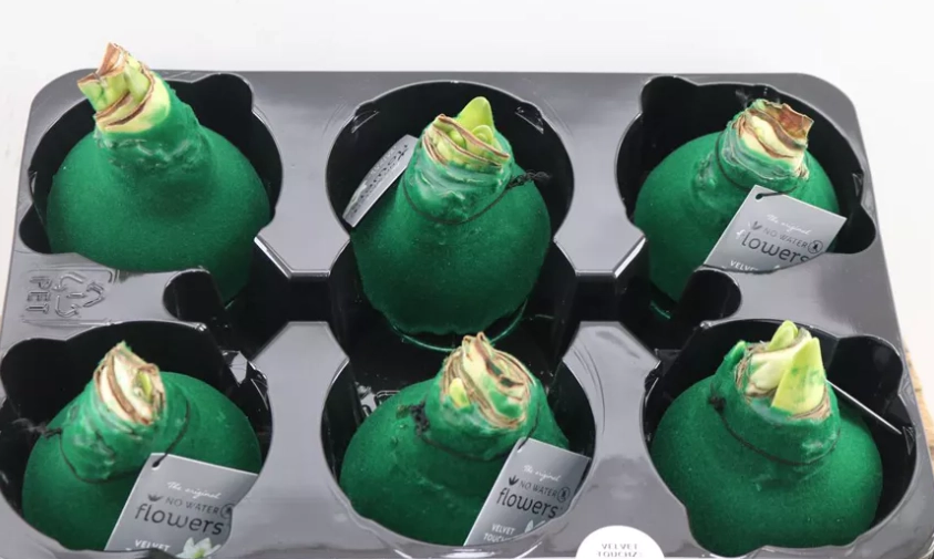 WAX HIPP VELVET DARK GREEN