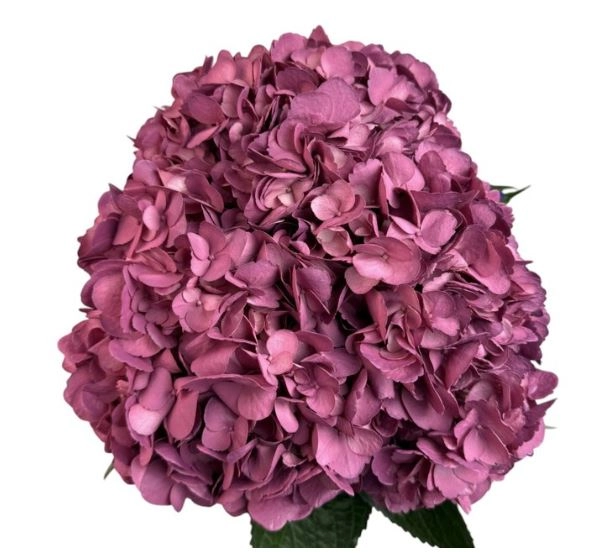 Hydrangea premium lavender merlot | Wholesale flowers, plants and supplies Hydrangea premium lavender merlot