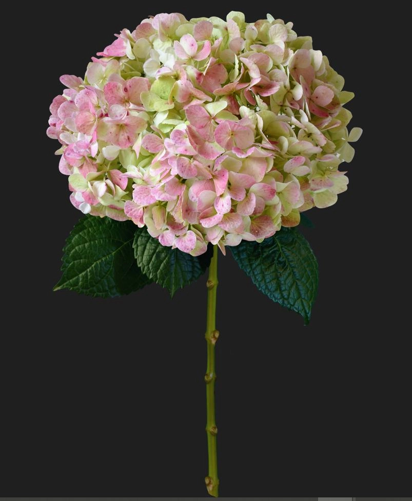 Hydrangea green antique extra