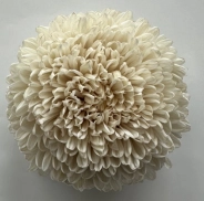 Chrysanthemum tinted ivory