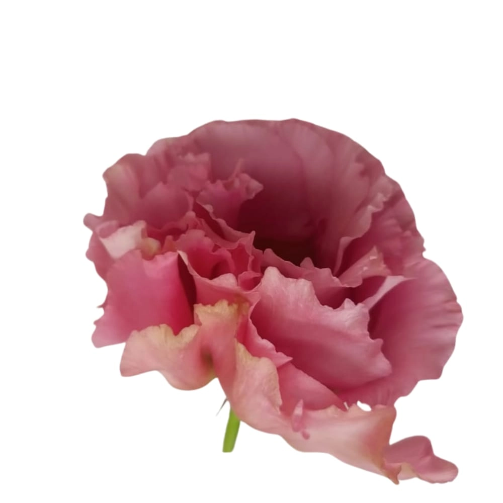 Eustoma double coreli deep pink