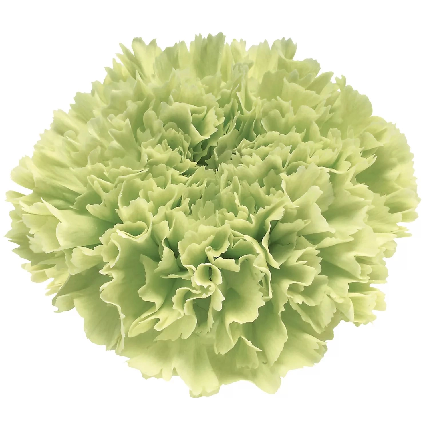 Carnation goblin