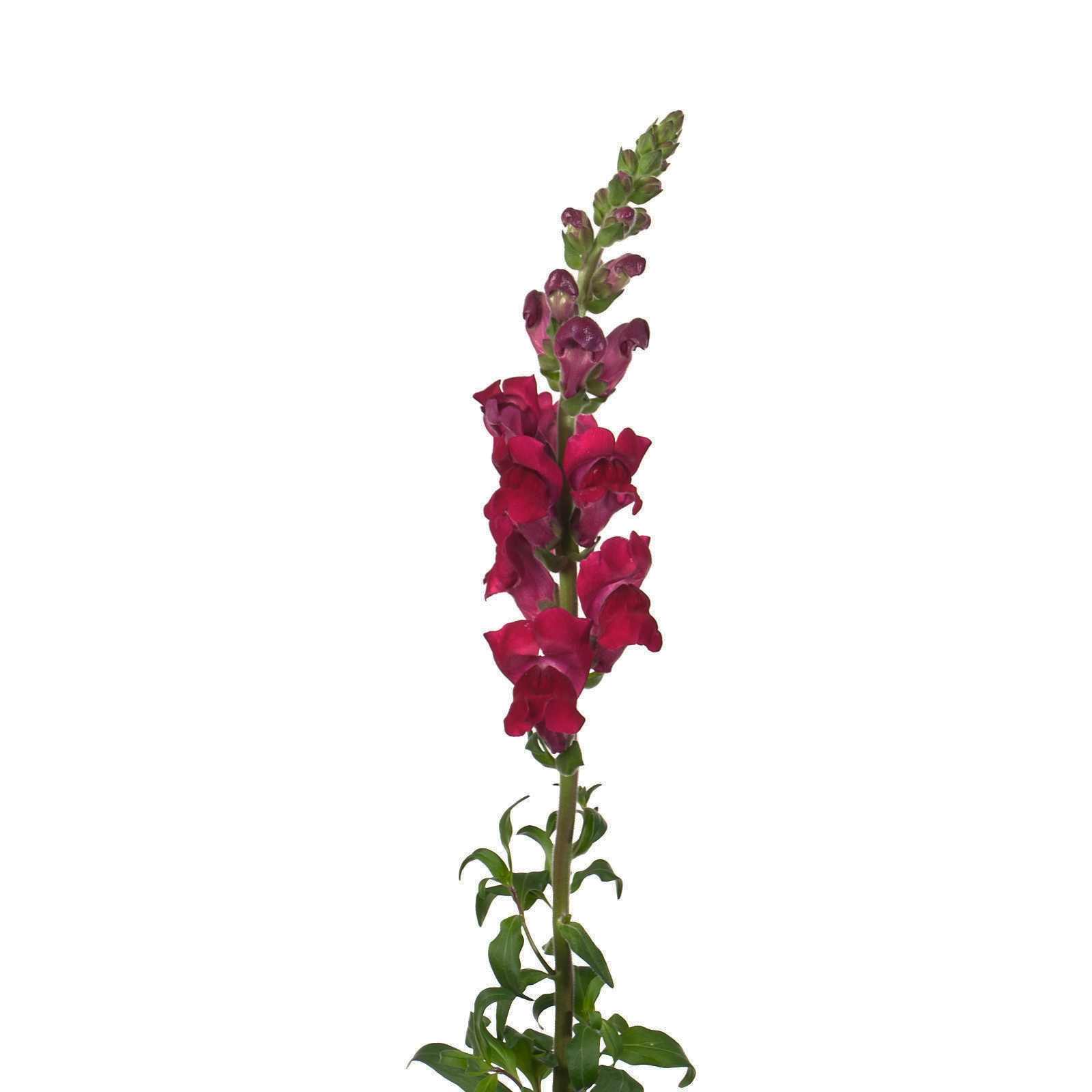 Antirrhinum potomac crimson