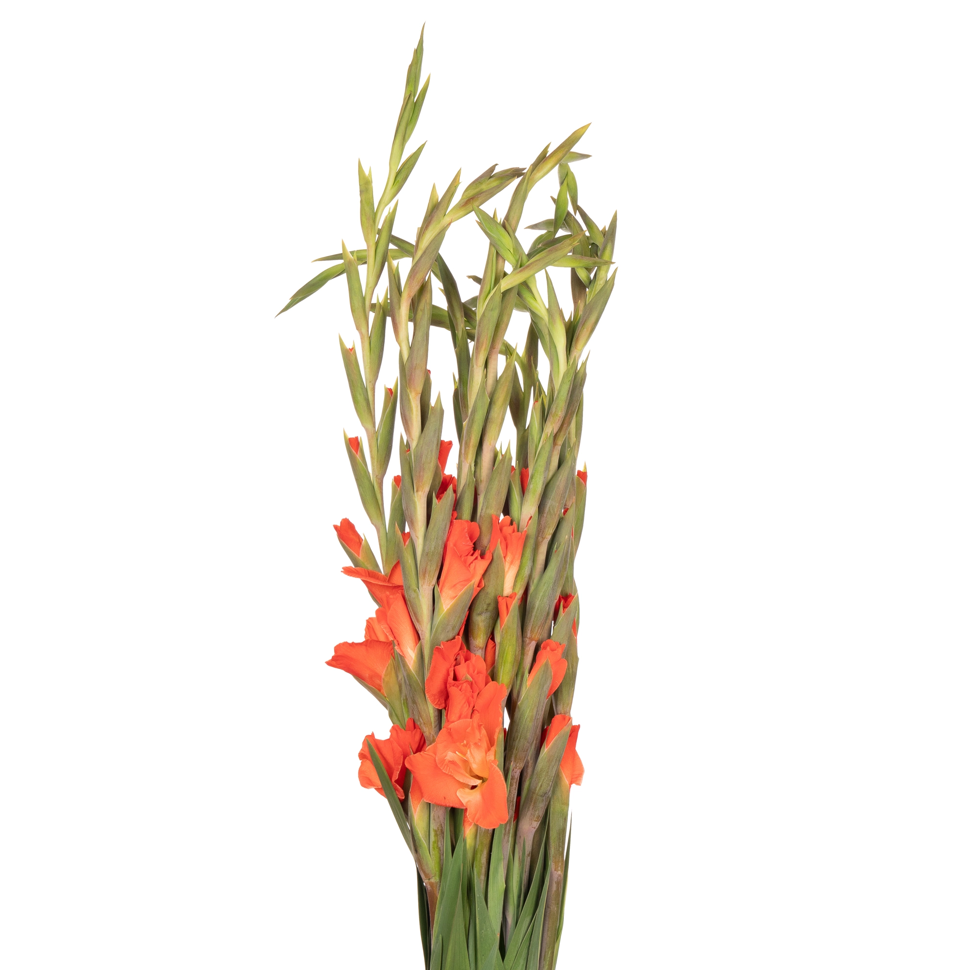 Gladiolus live oak