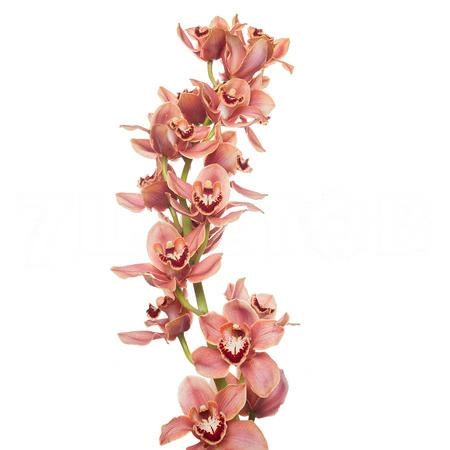 Cymbidium mrs britney