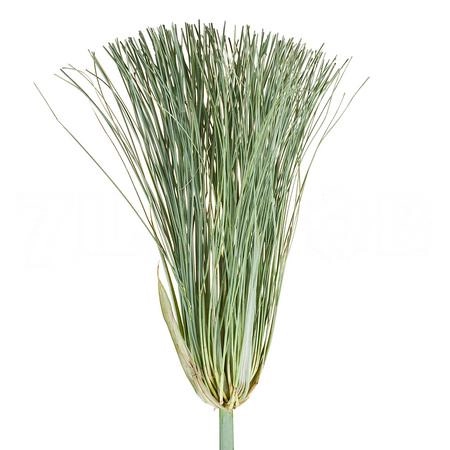 Cyperus papyrus