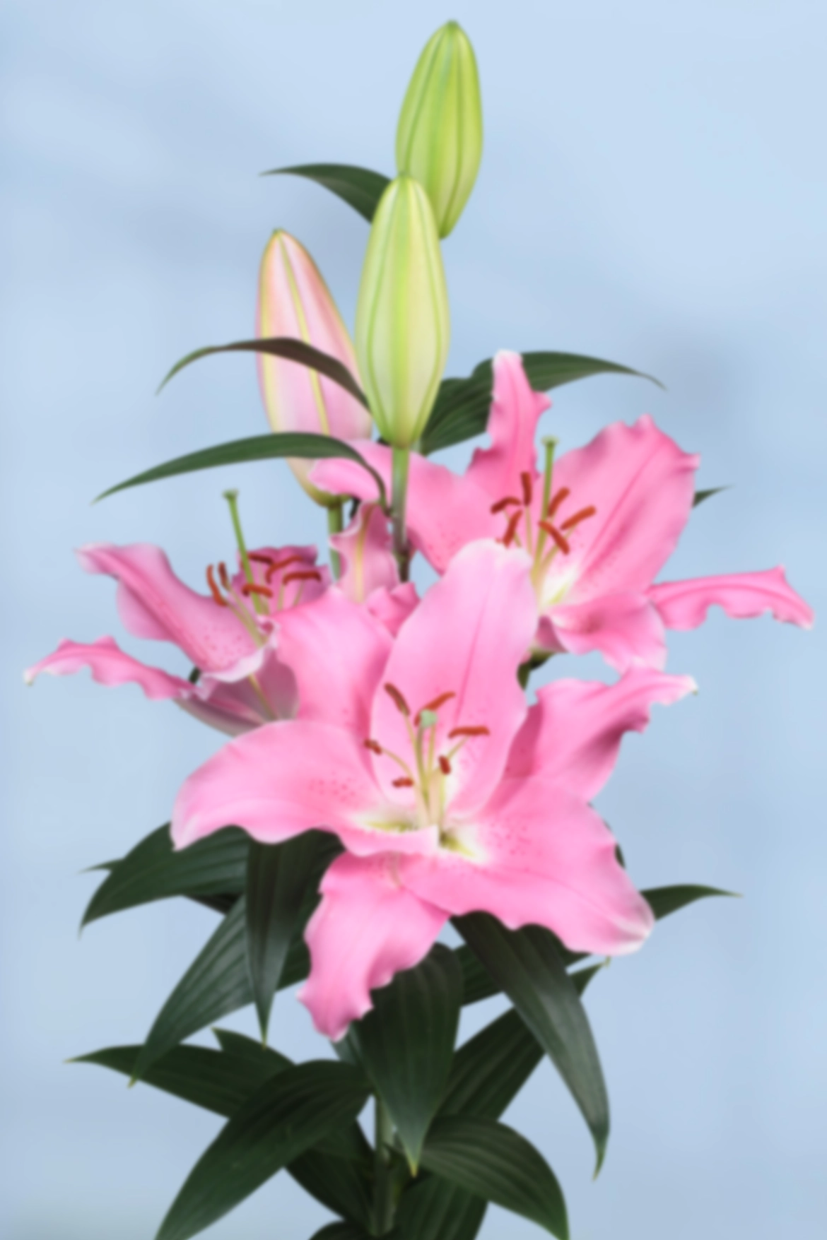 Lilium oriental vletter binasco