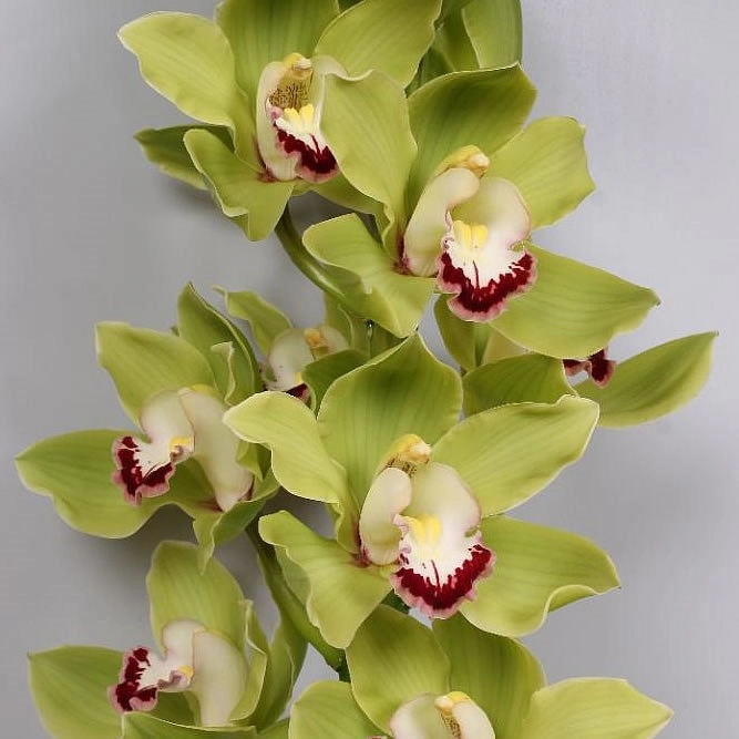 Cymbidium alice anderson