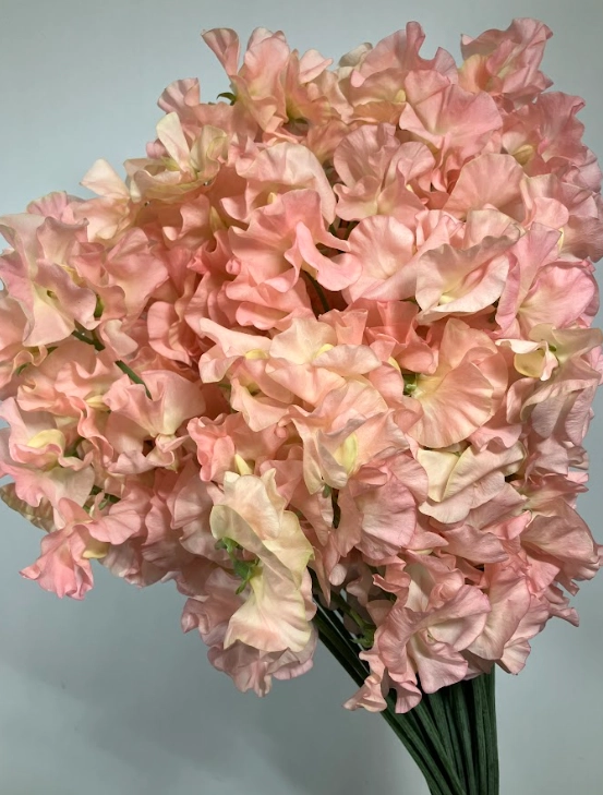 Lathyrus odoratus sakuyahime