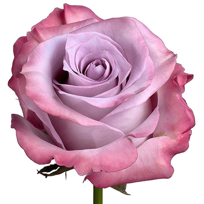 Rose purple haze