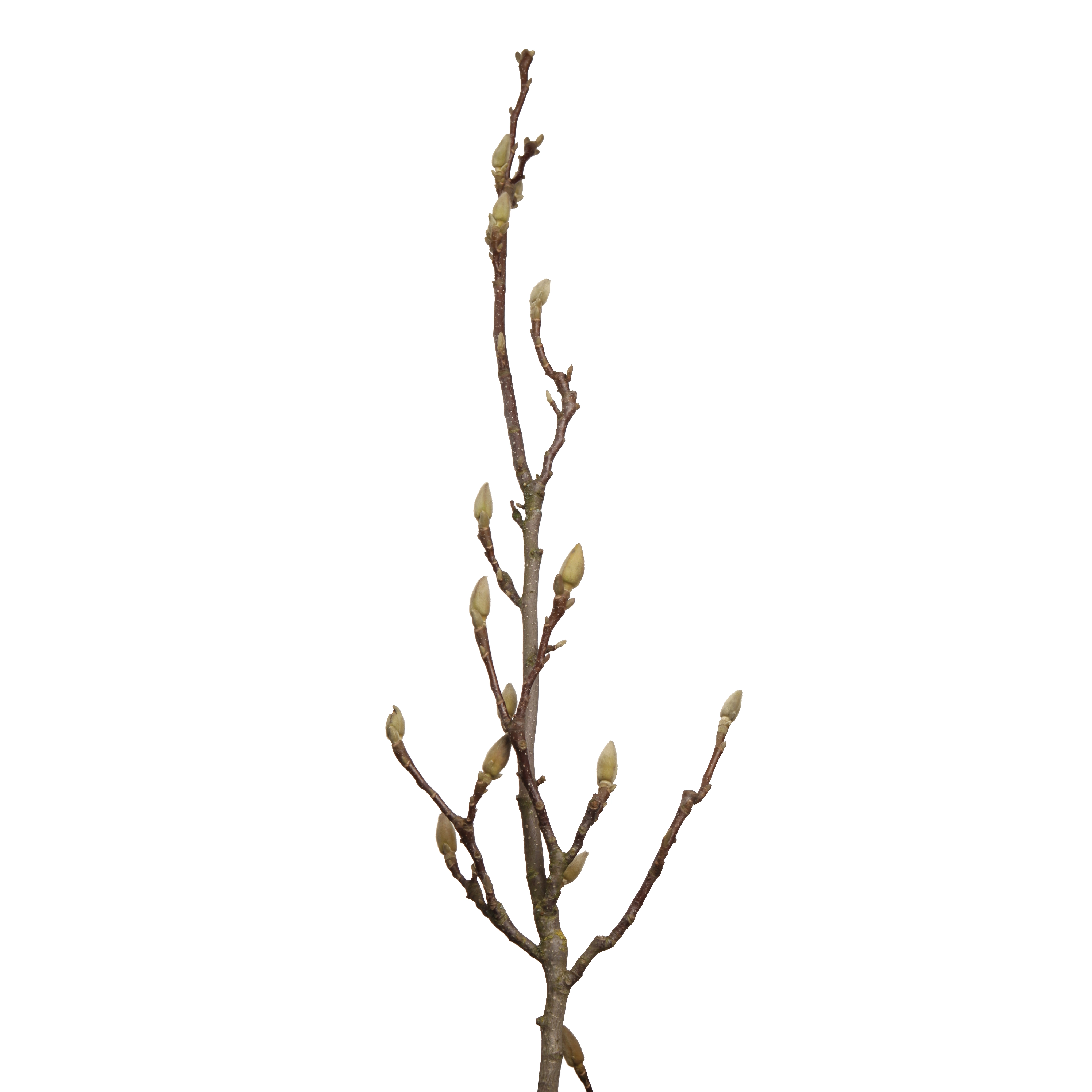 Branch Magnolia grandiflora | Wholesale flowers, plants and supplies Branch Magnolia grandiflora