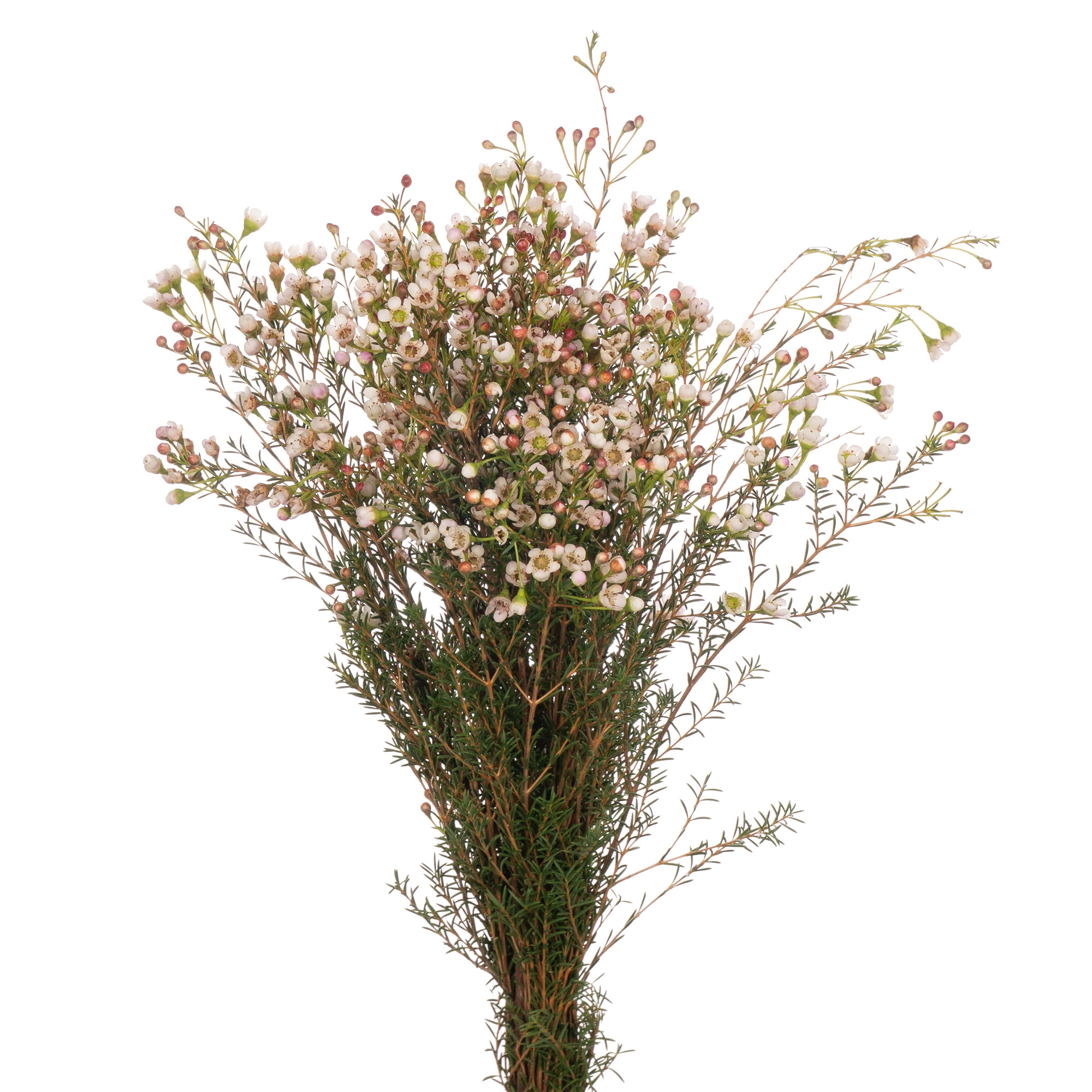 Chamelaucium maya | Wholesale flowers, plants and supplies Chamelaucium maya