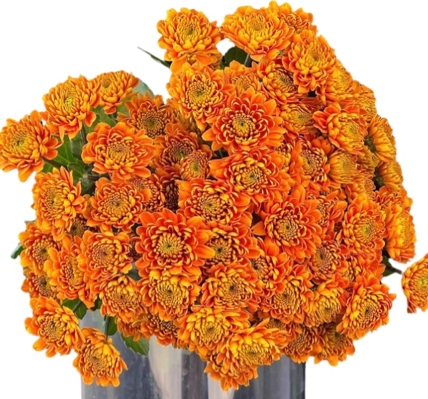 Chrysanthemum santini joni orange