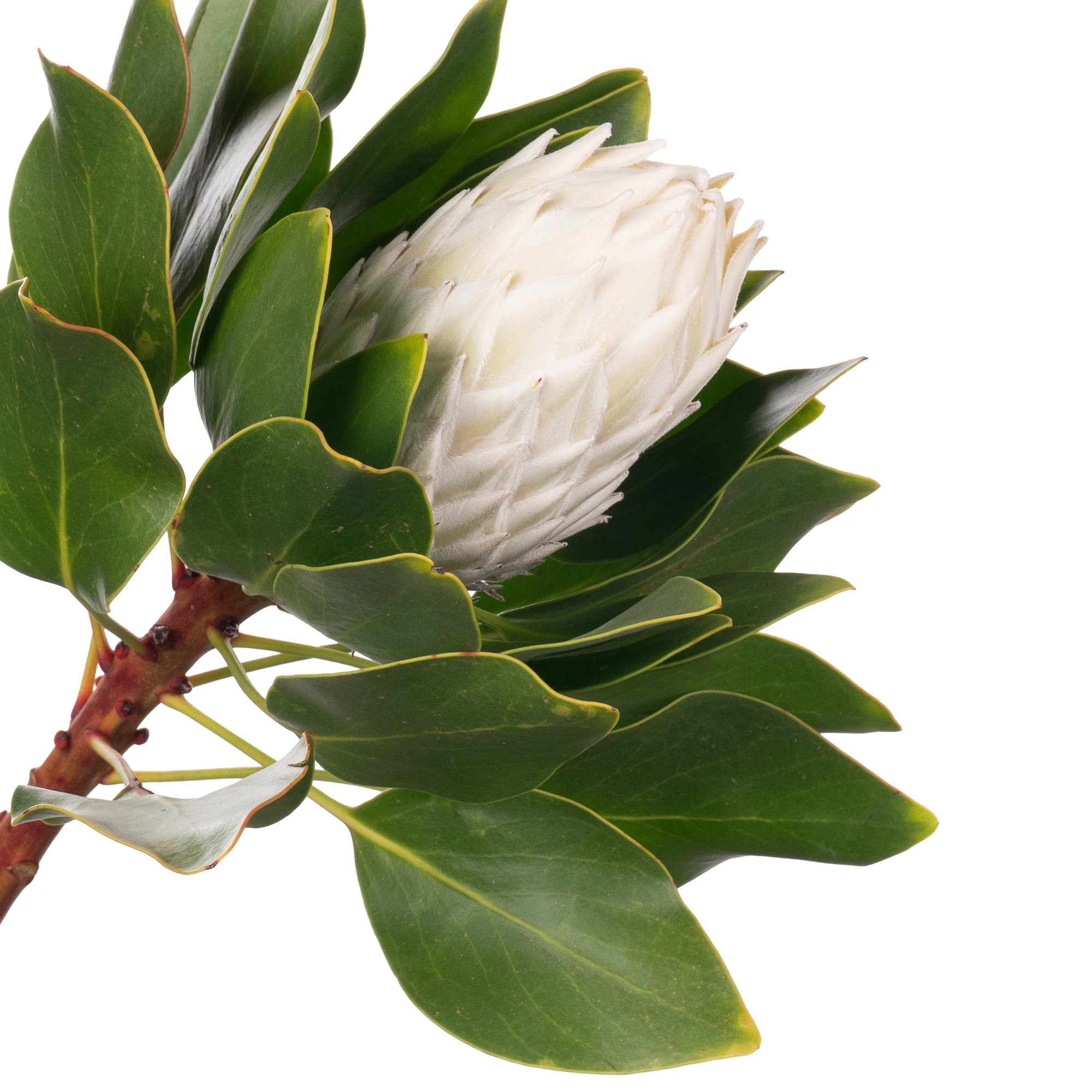 Protea arctic ice