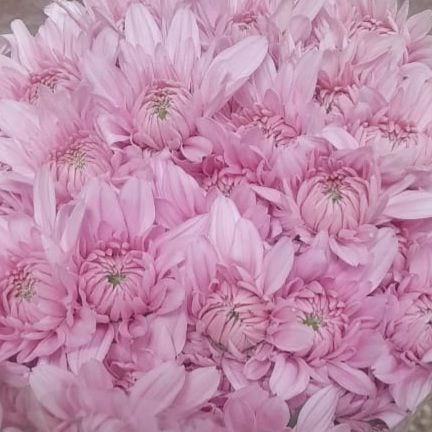 Chrysanthemum spray emphatia pink