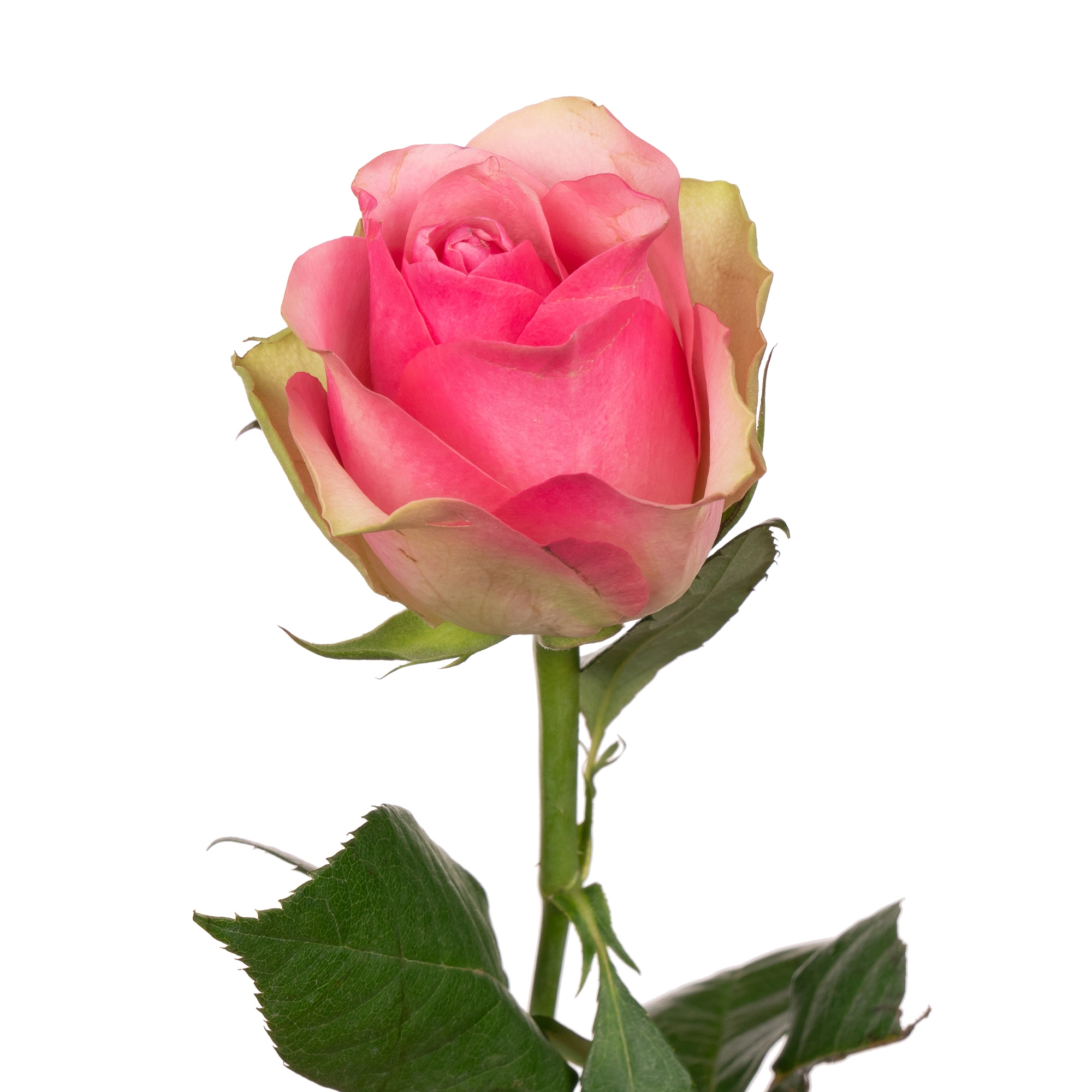 Rose bellevue | Wholesale flowers, plants and supplies Rose bellevue