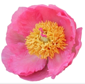 Paeonia coco chiffron