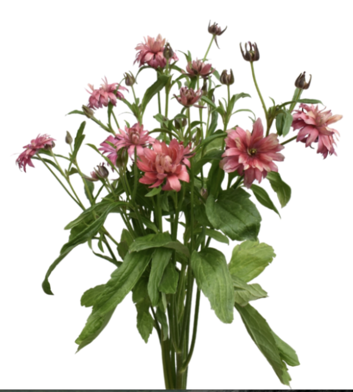 Ranunculus moderna vega black