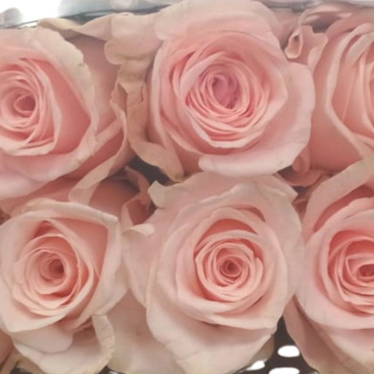 Rose dua | Wholesale flowers, plants and supplies Rose dua