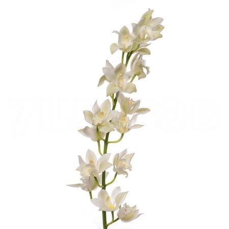 Cymbidium white