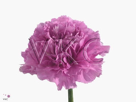 Carnation dark farida