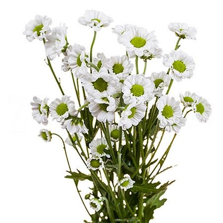 Chrysanthemum santini madiba lindi white | Wholesale flowers, plants and supplies Chrysanthemum santini madiba lindi white