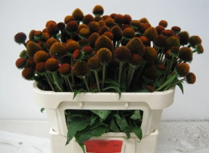 Echinacea purpurea