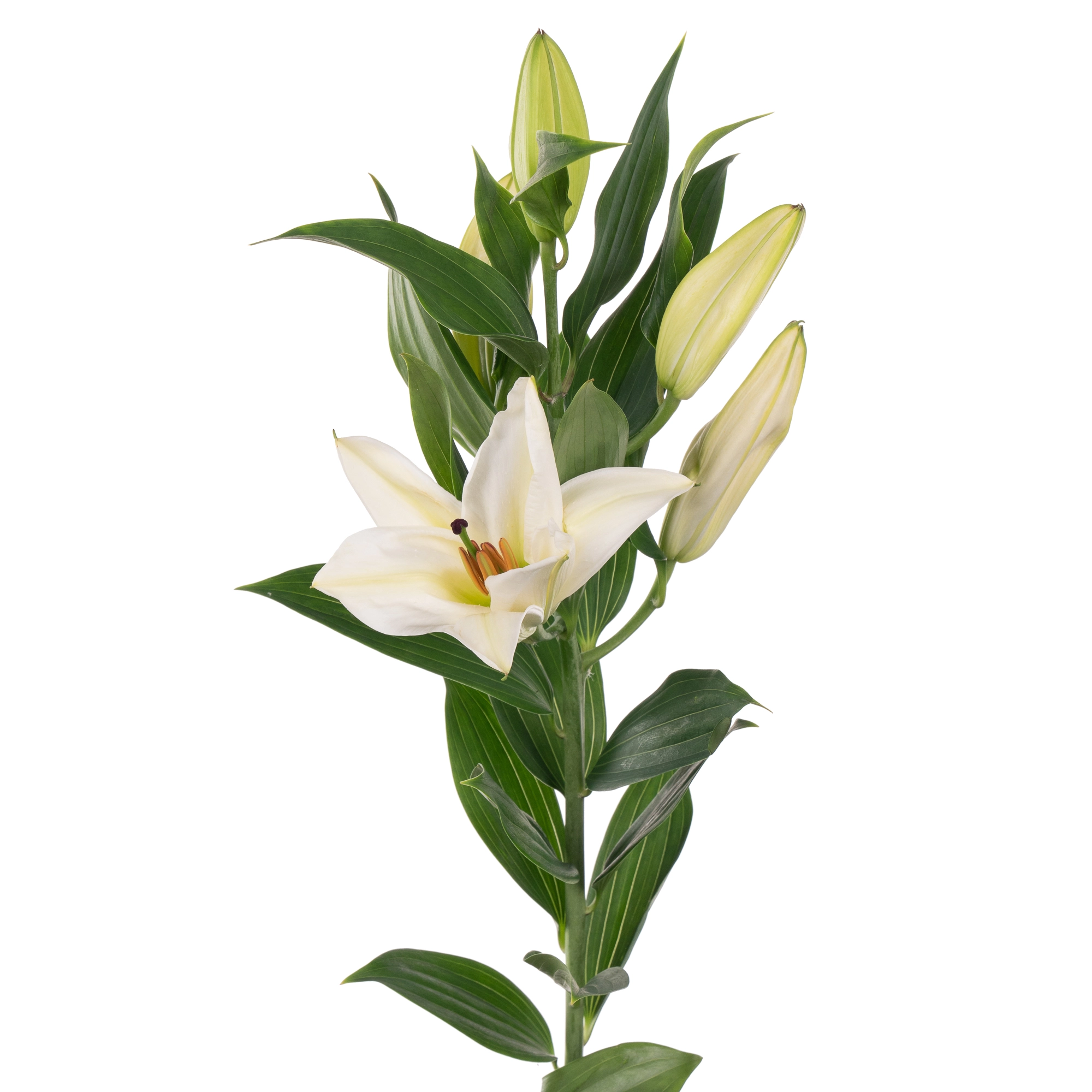 Lilium oriental premium blond